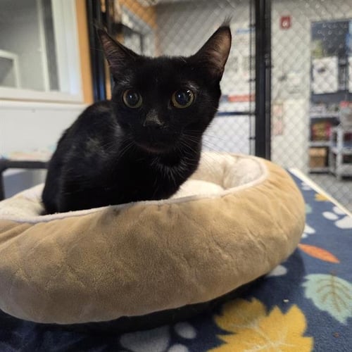 DAISY - Domestic Short Hair available for adoption