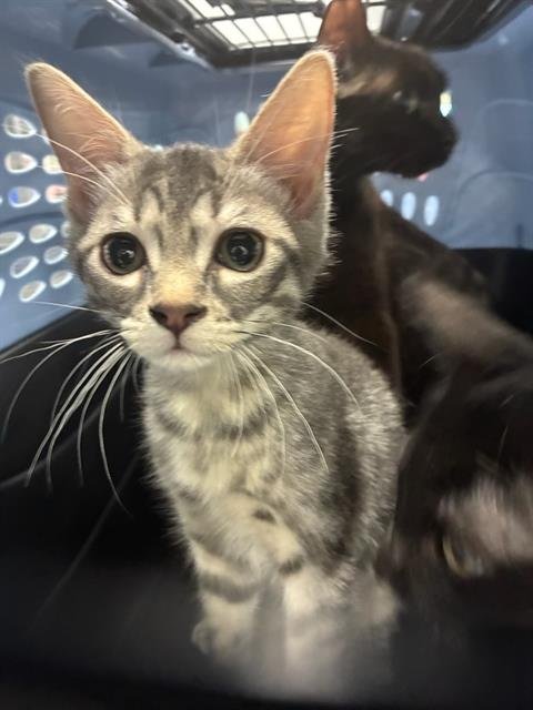 A137550 - Domestic Short Hair available for adoption