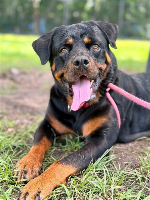 ZOLA - Rottweiler available for adoption