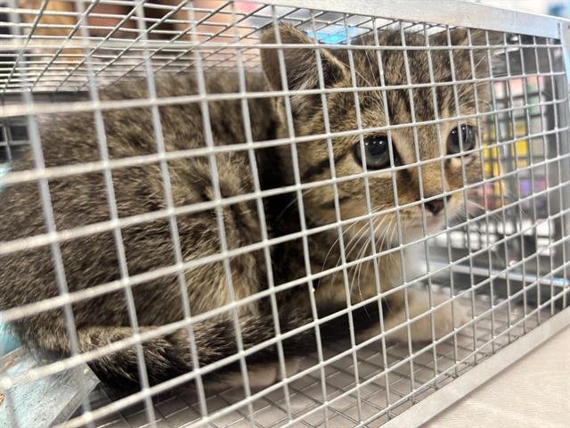 FAITH - Domestic Short Hair available for adoption