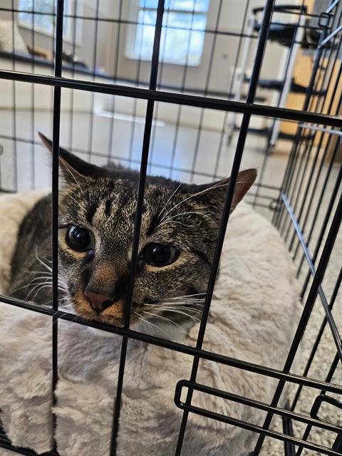 LUCY - Domestic Short Hair available for adoption