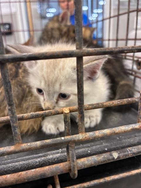 BLIZZY - Domestic Short Hair available for adoption