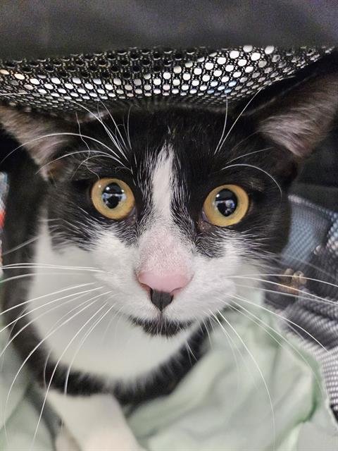 TIMON - Domestic Short Hair available for adoption