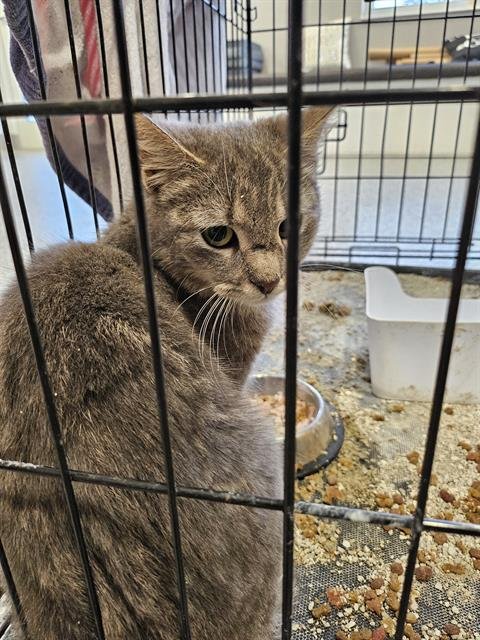 A134751 - Domestic Short Hair available for adoption