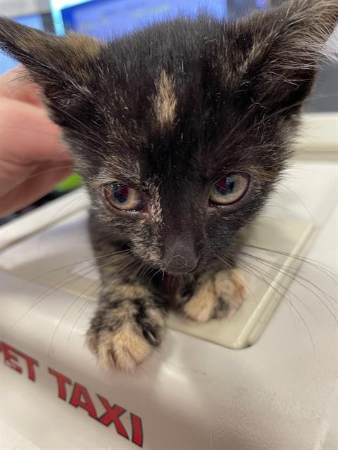 DEB - Domestic Short Hair available for adoption