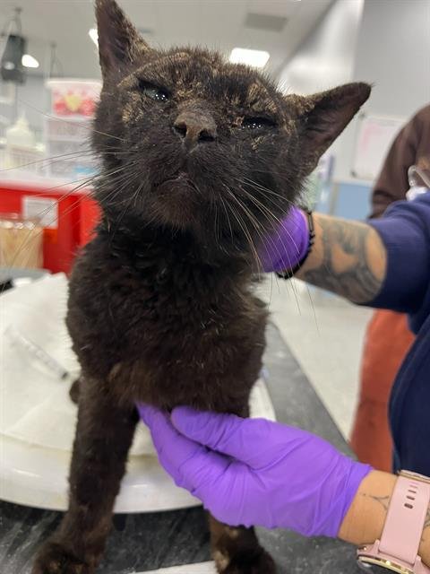 REMUS - Domestic Short Hair available for adoption