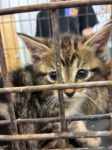 GRIZZY - Domestic Short Hair available for adoption