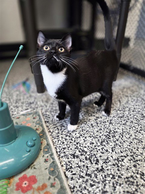 ADELAIDE - Domestic Short Hair available for adoption