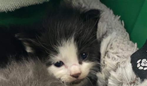 CASH - Domestic Medium Hair available for adoption