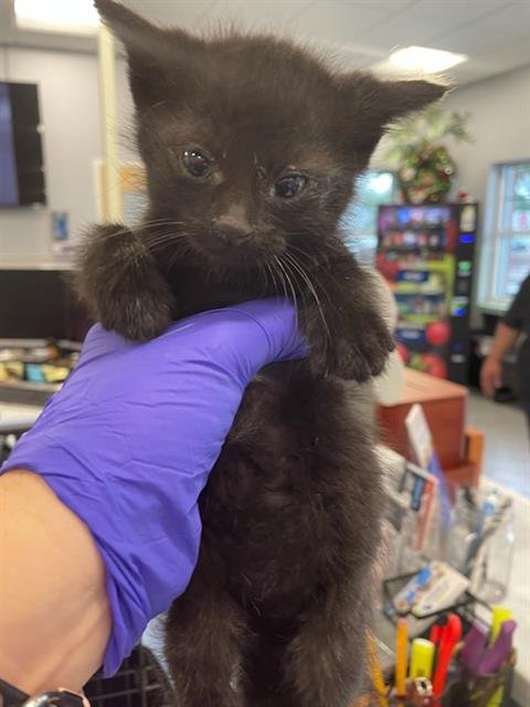 BROWNIE - Domestic Short Hair available for adoption
