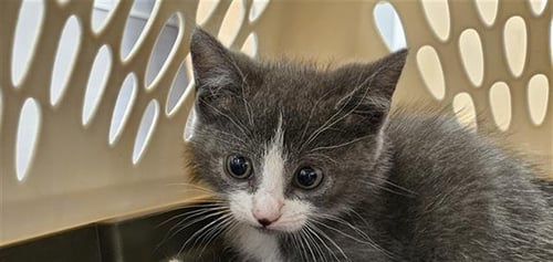 BELLA - Domestic Short Hair available for adoption