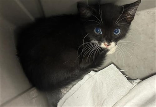 SAM - Domestic Short Hair available for adoption