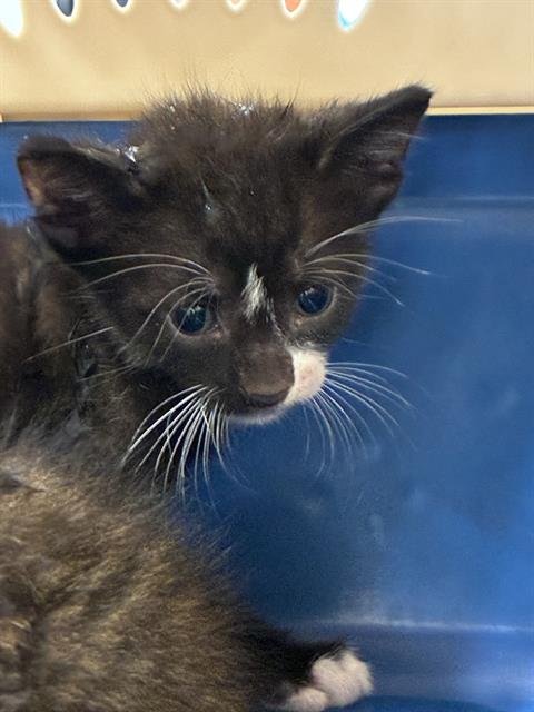 ENZO - Domestic Short Hair available for adoption