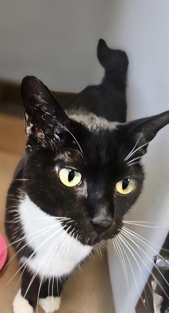 MICKEY - Domestic Short Hair available for adoption