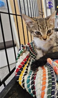A138874 - Domestic Short Hair available for adoption