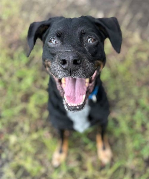 REMINGTON - Black and Tan Coonhound available for adoption