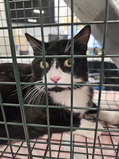 RUFFLES - Domestic Short Hair available for adoption