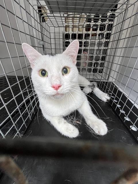 BELUGA - Domestic Short Hair available for adoption