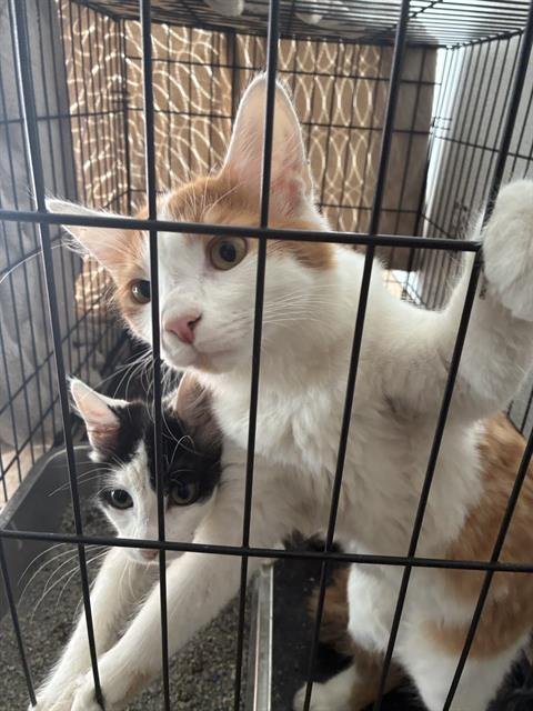 ANGEL - Domestic Medium Hair available for adoption