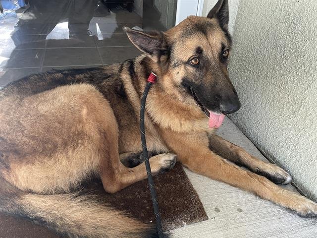 DUKE - German Shepherd Dog available for adoption