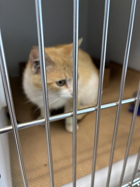 YOSHI - Domestic Short Hair available for adoption