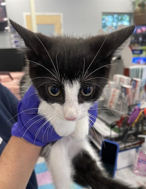 IVAN - Domestic Short Hair available for adoption