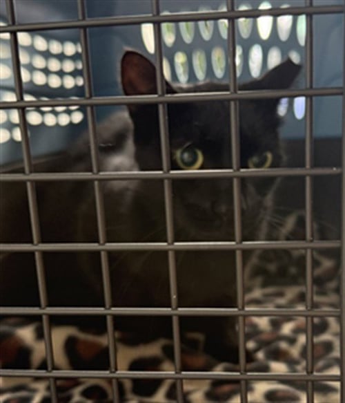 LIL DIPPER - Domestic Short Hair available for adoption