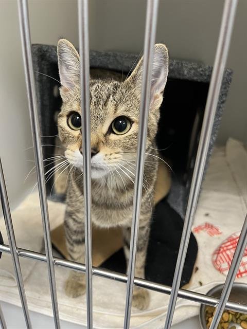 A138536 - Domestic Short Hair available for adoption