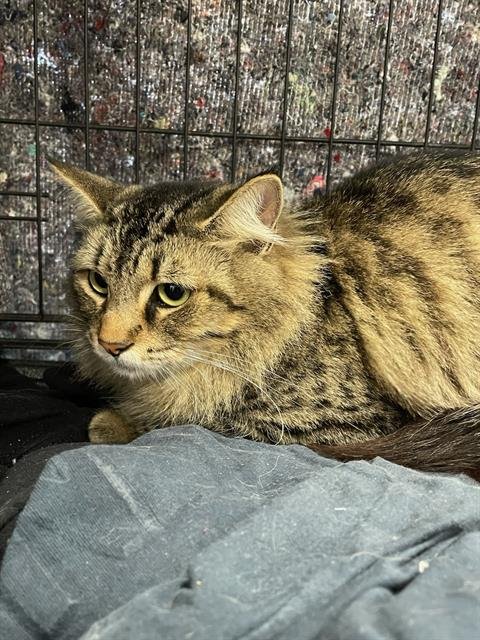 A134335 - Domestic Long Hair available for adoption