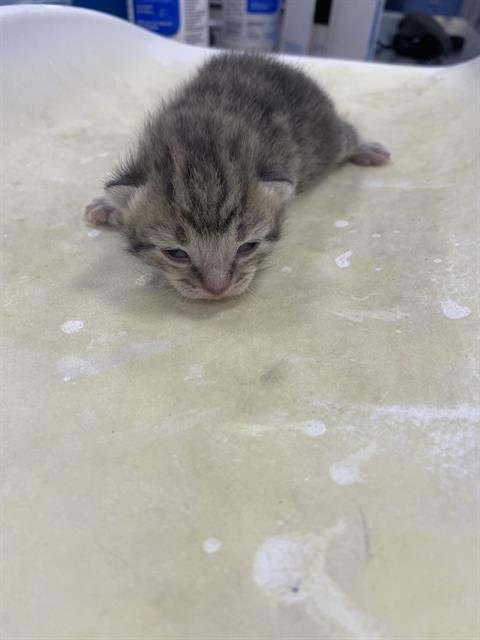 LENNY - Domestic Short Hair available for adoption