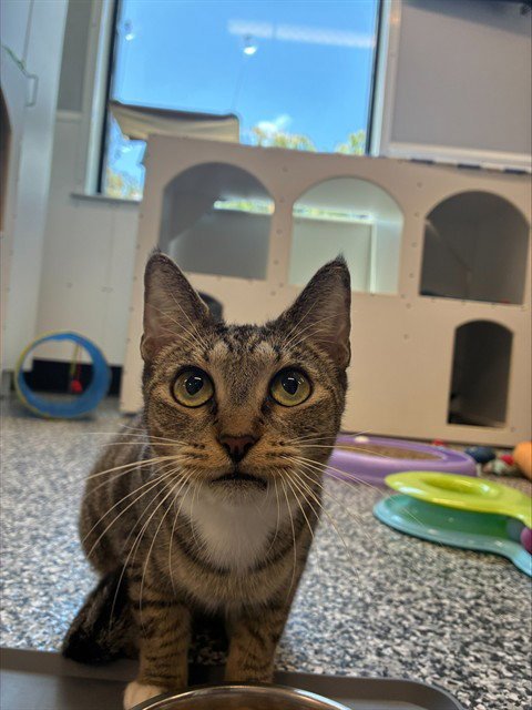 MARGARET - Domestic Short Hair available for adoption