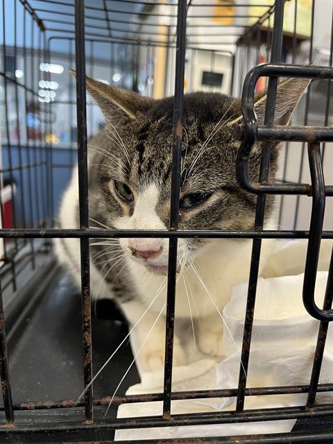 MARDI GRAS - Domestic Short Hair available for adoption