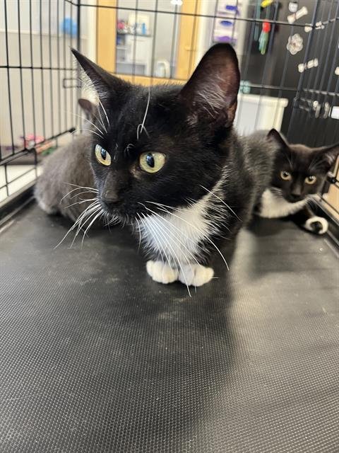 MIMI - Domestic Short Hair available for adoption