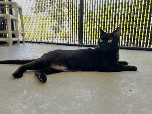 ANNIE - Domestic Short Hair available for adoption
