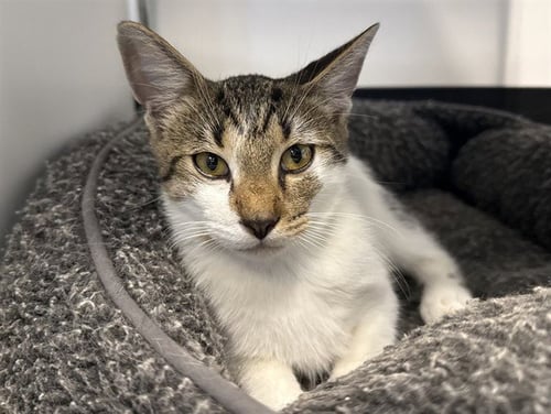 LUCAS - Domestic Short Hair available for adoption