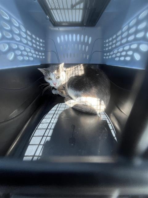 IDA SAXON - Domestic Short Hair available for adoption