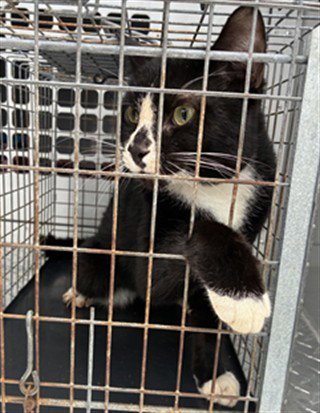 A135172 - Domestic Short Hair available for adoption