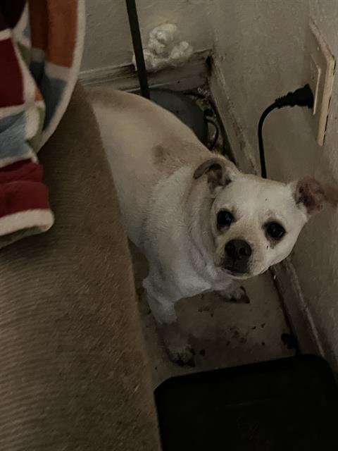 FRANKIE - Chihuahua available for adoption