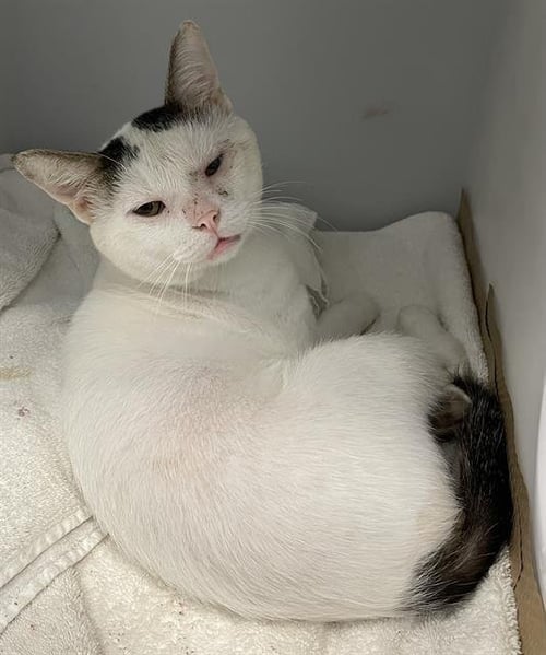 JULIAN - Domestic Short Hair available for adoption
