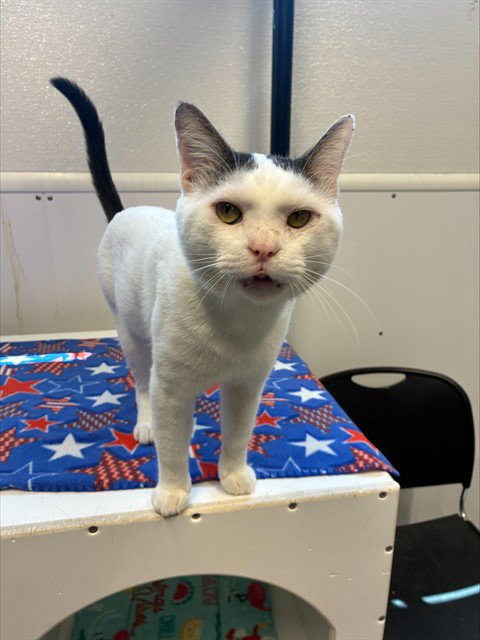 JULIAN - Domestic Short Hair available for adoption
