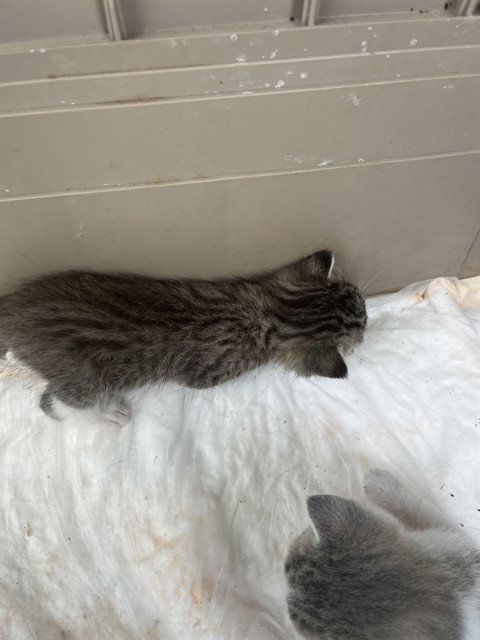 A138033 - Domestic Short Hair available for adoption