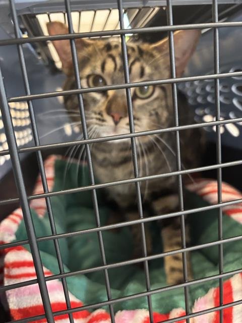 FRITO - Domestic Short Hair available for adoption