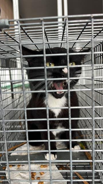 DOMINO - Domestic Medium Hair available for adoption