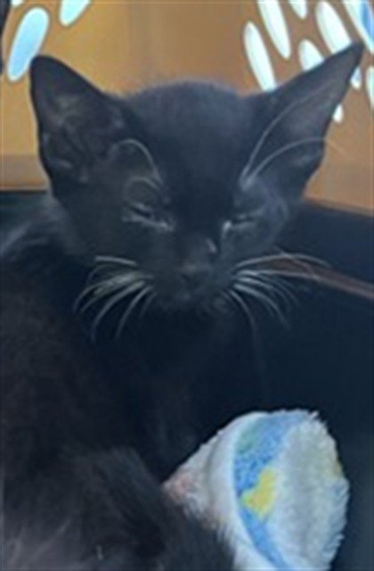 LEIA - Domestic Short Hair available for adoption