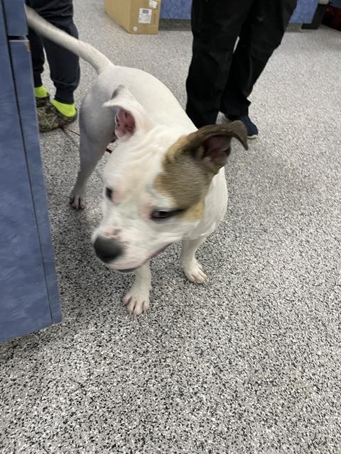 BUCK - Staffordshire Bull Terrier available for adoption