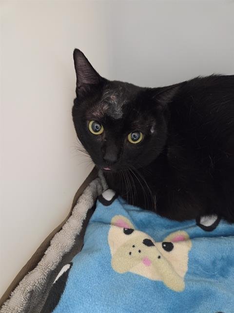 VADER - Domestic Short Hair available for adoption