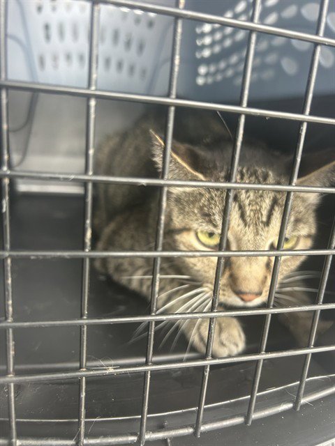 MINNIE - Domestic Short Hair available for adoption