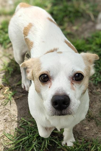 TUCKER - Chihuahua / Jack Russell Terrier (Parson Russell Terrier) available for adoption