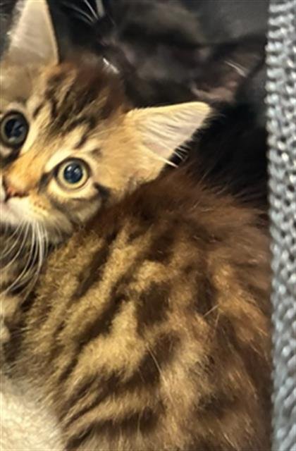 VELVET - Domestic Short Hair available for adoption