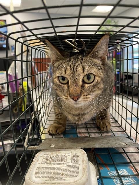 JEMMA - Domestic Short Hair available for adoption